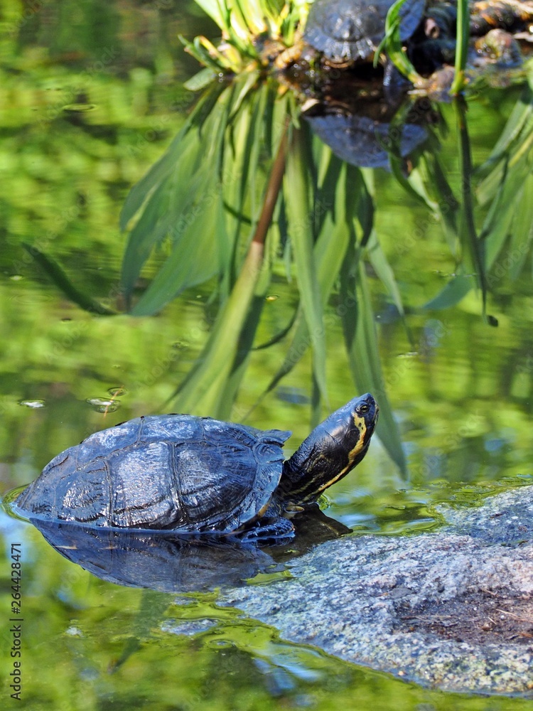 Fototapeta premium Schildkröte in einem Teich