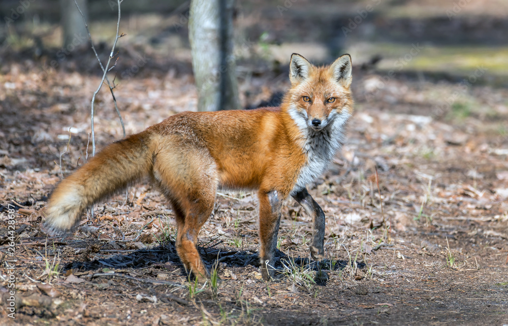 Wild Red Fox in a Maryland forest standing in the sunlight