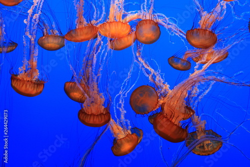 Beautiful jelly-fish moving and dancing slowly in aquarium. Blue background.