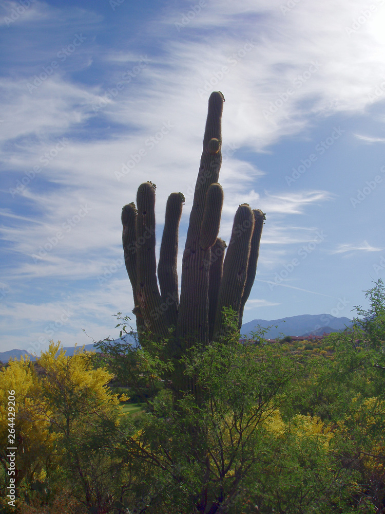 Cactus in the Sonoran Desert