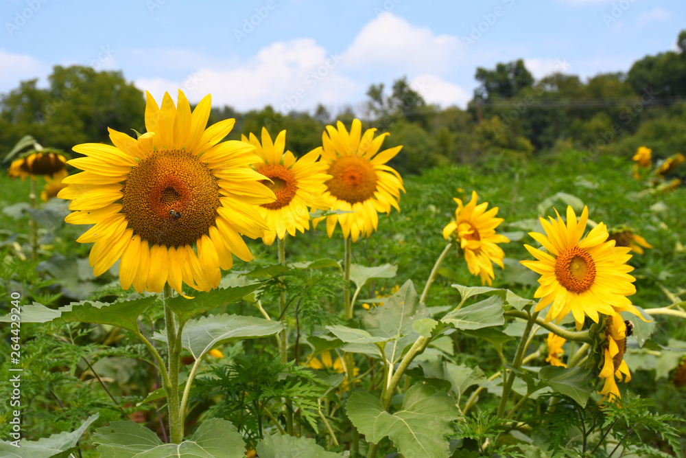 Group of sunflowers in a field
