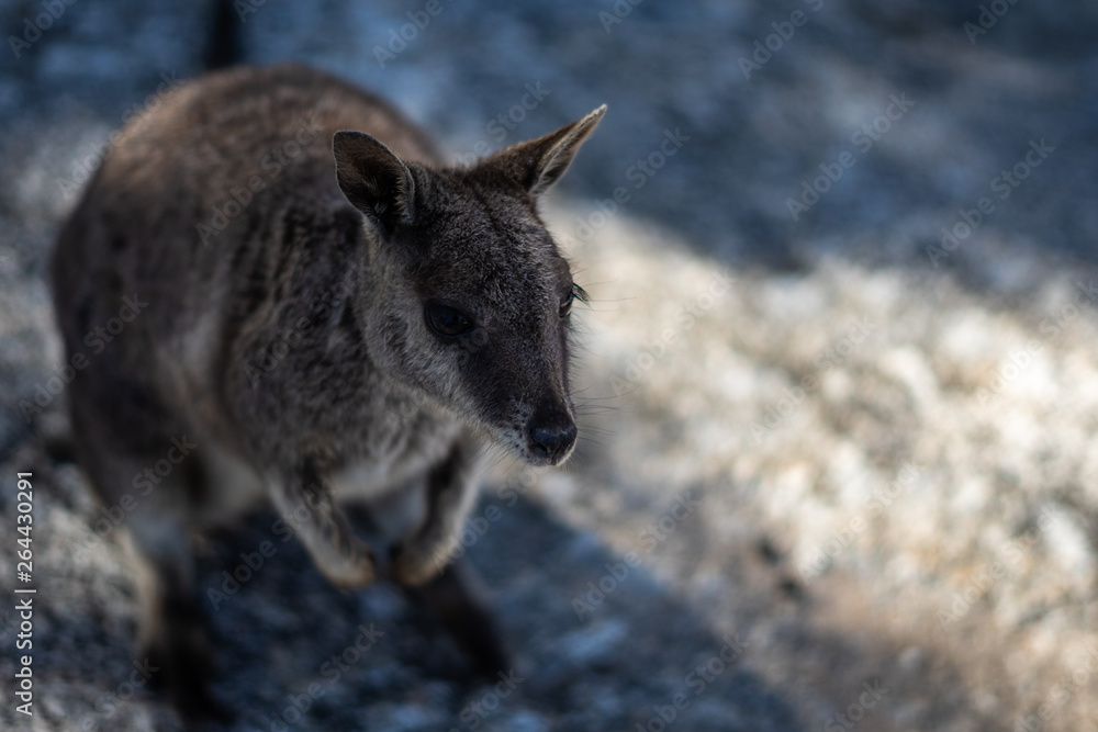 einzelnes Wallaba auf einem Felsen in Australien - Känguru einzelnes Wallaba auf einem Felsen in Australien - Känguru