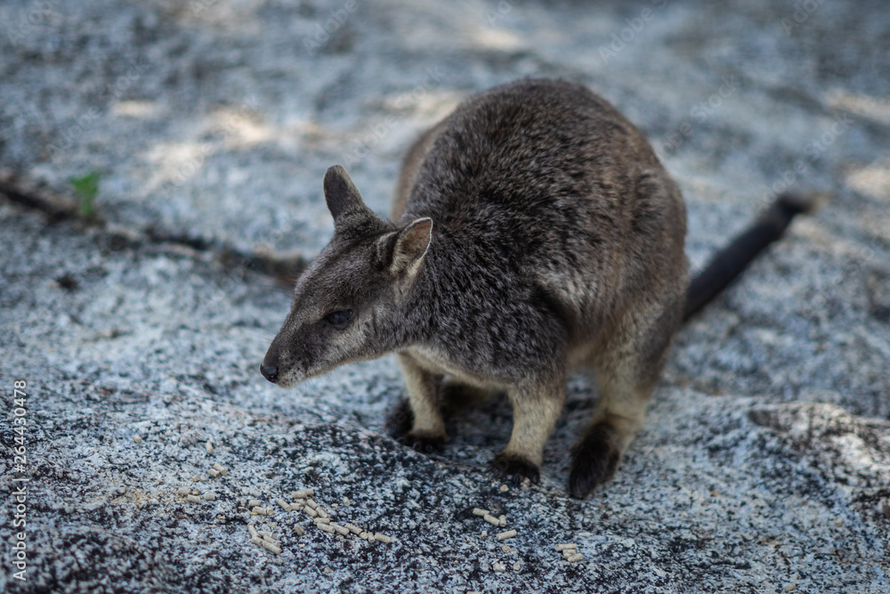 Naklejka premium einzelnes Wallaba auf einem Felsen in Australien - Känguru