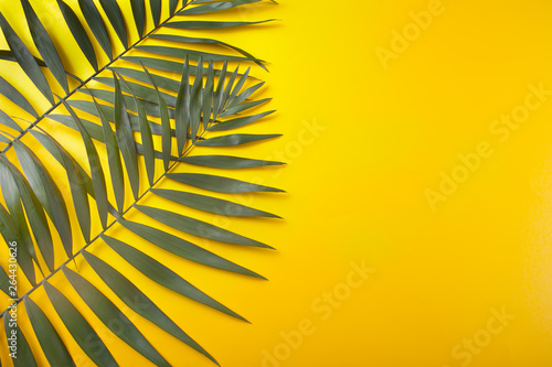 Tropical leaves on yellow background. minimal concept. Flat lay. Copy space.