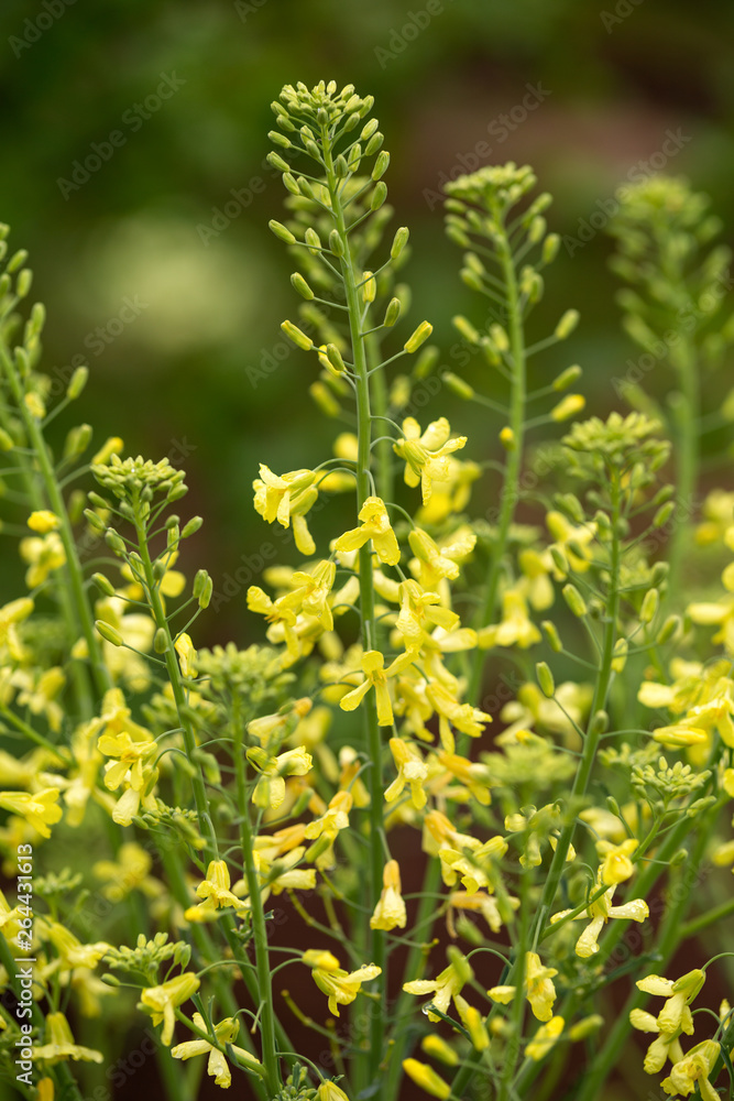 yellow flowers of curly kale for next seed collection in spring garden. yellow flowers of curly kale for next seed collection in spring garden.