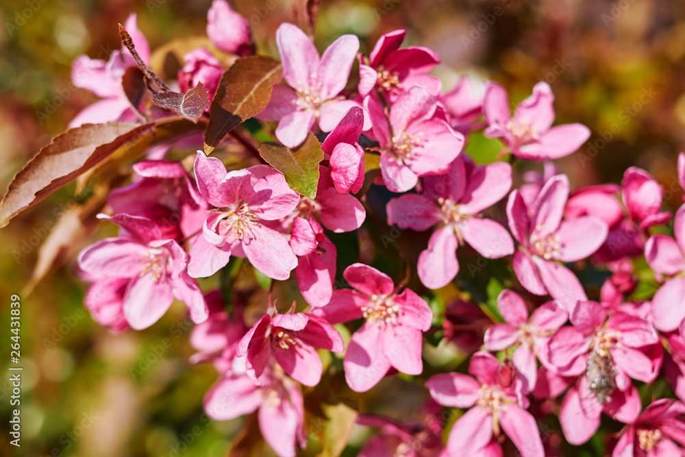 Colorful, large pink flowers of the fruit tree on a blurry green-orange background on a bright day close-up. Colorful, large pink flowers of the fruit tree on a blurry green-orange background on a bright day close-up.