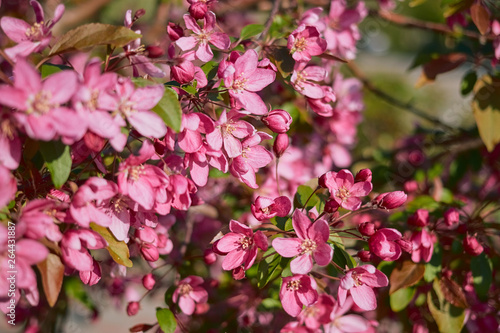 Delicate, large pink flowers of the fruit tree on a blurred background on a bright day close-up.