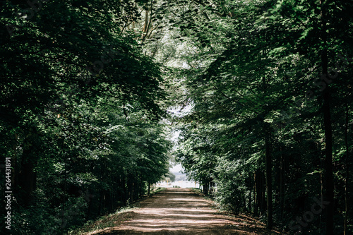 Fototapeta Naklejka Na Ścianę i Meble -  road in fores