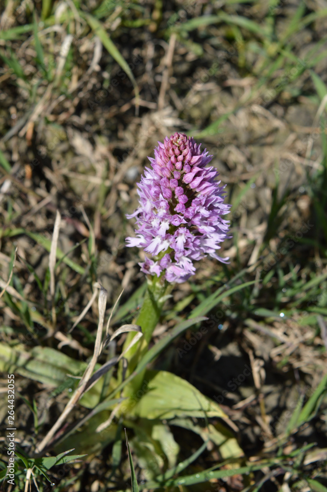 Close-up of a Pyramidal Orchid, Anacamptis Pyramidalis, Nature, Macro Close-up of a Pyramidal Orchid, Anacamptis Pyramidalis, Nature, Macro