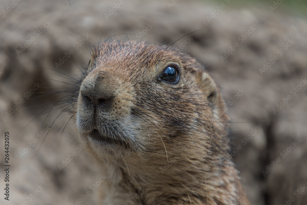 Naklejka premium Tierpark Wismar
