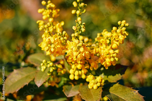Beautiful yellow inflorescences on a blurred green background on a bright day close up.