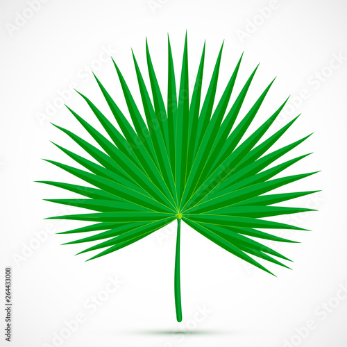 Palmetto leaf Tropical plant 