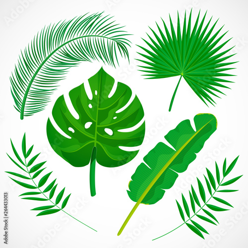 Flat palm leaves set