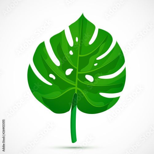 Monstera leaf Tropical plant