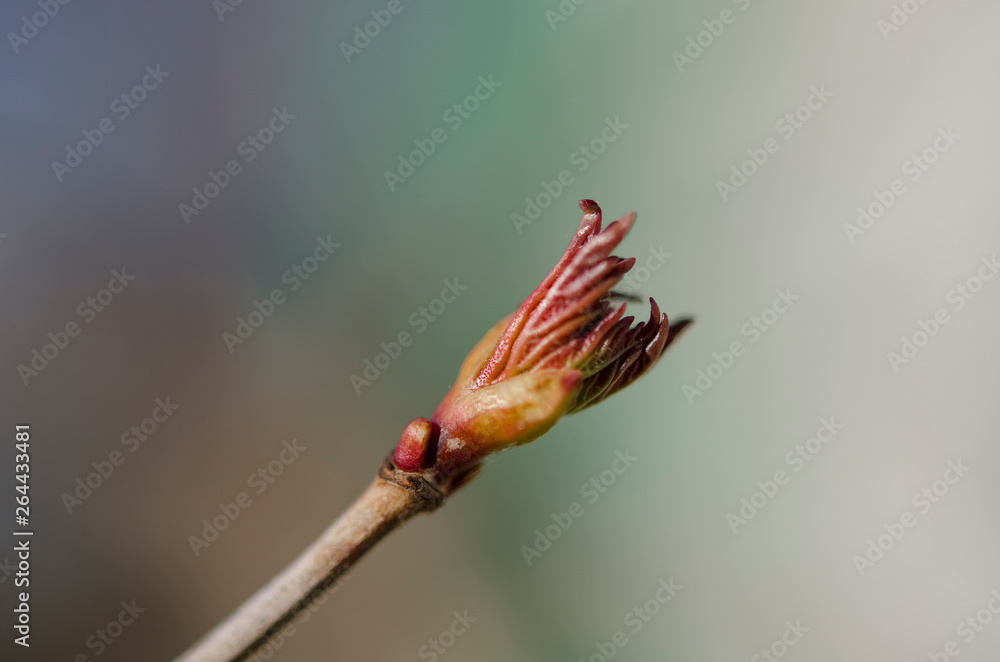Viburnum plicatum leaves opening in early spring Viburnum plicatum leaves opening in early spring