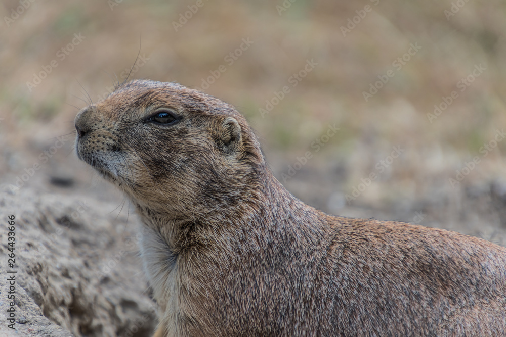 Fototapeta premium Tierpark Wismar