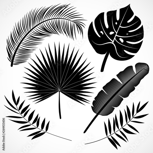 Palm leaves silhouette set black