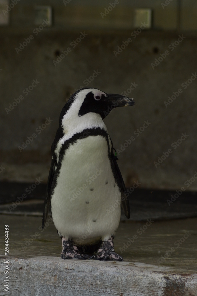 Naklejka premium gentoo penguin