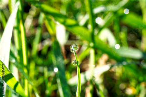 Morning dew on the grass.