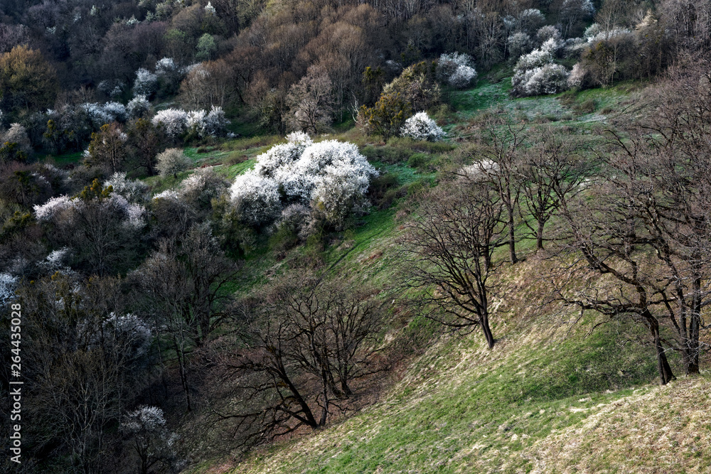 Flowering trees in the spring valley. Flowering trees in the spring valley.