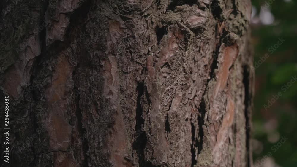 pine bark close up bottom-up camera movement pine bark close up bottom-up camera movement