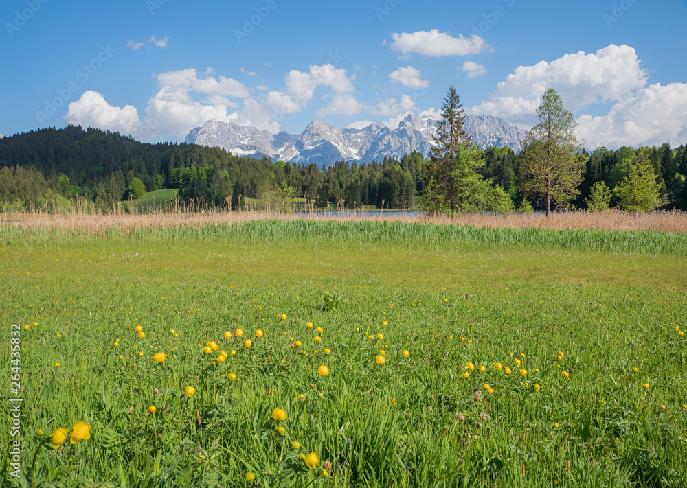 Feuchtwiese mit Trollblumen am Geroldsee Oberbayern
