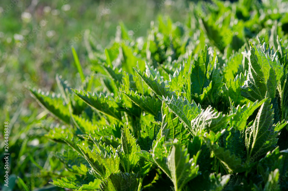 Young Green Spring nettle grows in the garden under the sun Young Green Spring nettle grows in the garden under the sun