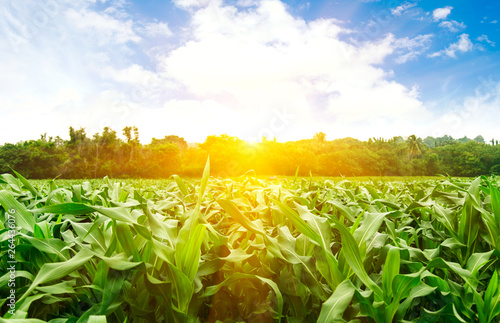 Corn on the mountain.sunrise over the corn field.See the sunrise in the middle