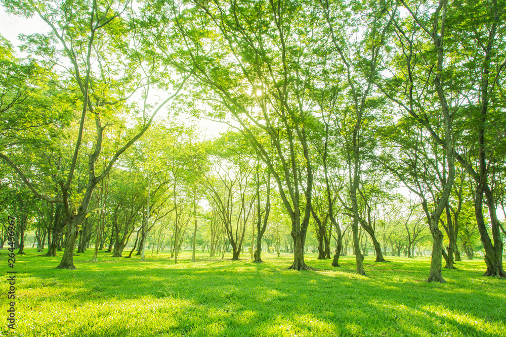 High trees grass bottomgreen with sun through and bright morning High trees grass bottomgreen with sun through and bright morning