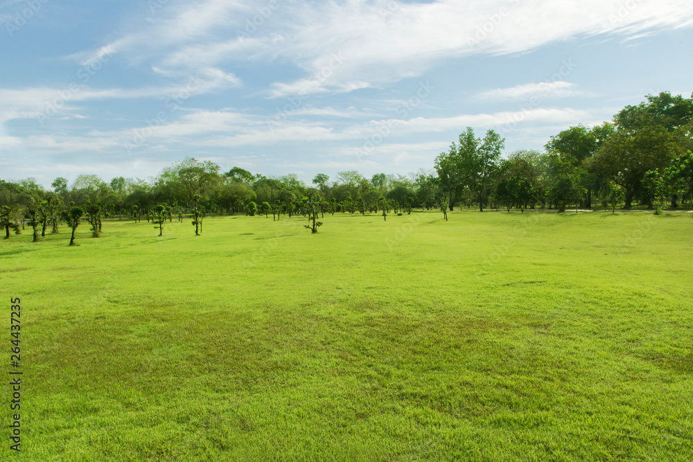 Green lawn wide courtyard view Tree sky bright natural light Green lawn wide courtyard view Tree sky bright natural light