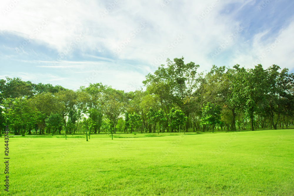 Green lawn wide courtyard view Tree sky bright natural light Green lawn wide courtyard view Tree sky bright natural light