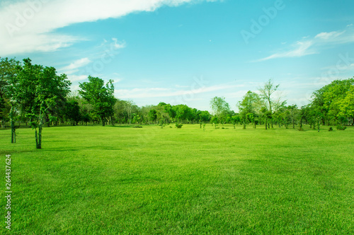 Green trees and Beautiful meadow in the park with morning sky. © virachai