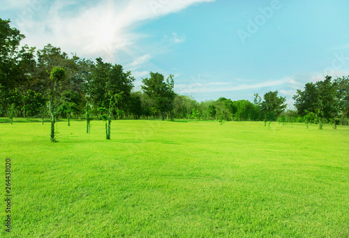 Green tree view with wide open lawn and blue sky in the morning