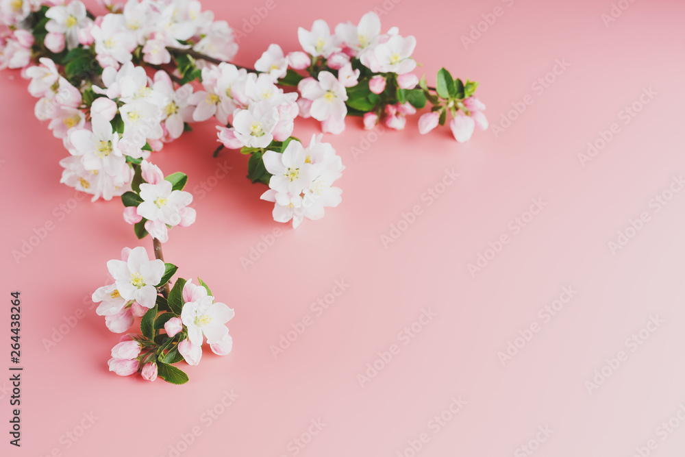 Sakura blooming, spring flowers on a pink background with space for a greeting message. The concept of spring and mother's day. Beautiful delicate pink cherry flowers in springtime