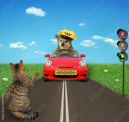 The dog taxi driver in a yellow cap in a red car drives past a cat at a traffic light Fototapete