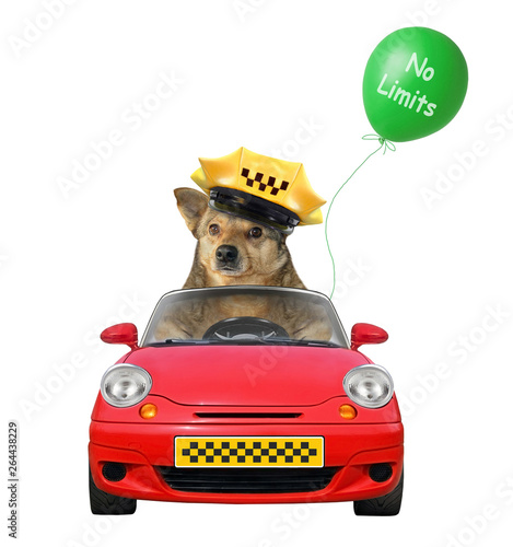 The dog taxi driver in a cap is in a red car with a green balloon Fotobehang