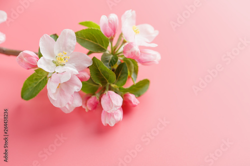 Fototapeta Naklejka Na Ścianę i Meble -  Sakura blooming, spring flowers on a pink background with space for a greeting message. The concept of spring and mother's day. Beautiful delicate pink cherry flowers in springtime