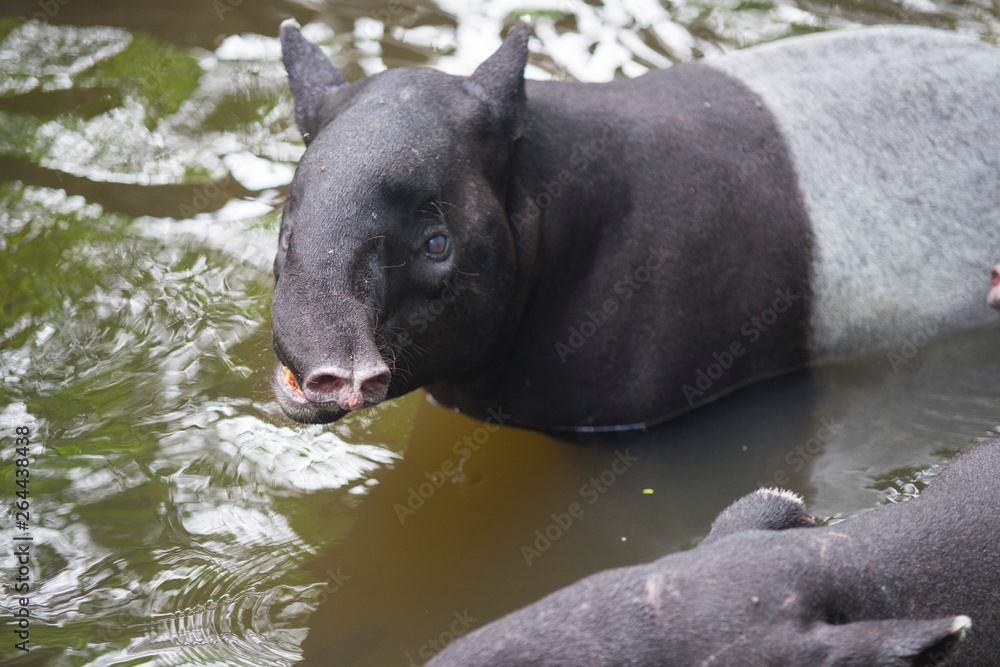 Close up head shot of Wild tapir swimming in the river Close up head shot of Wild tapir swimming in the river