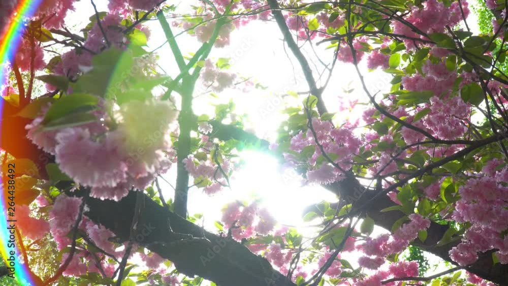 Flowering Japanese Sakura