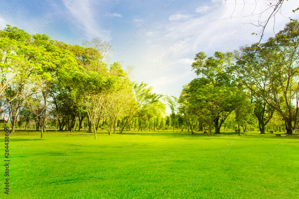 Green trees and gardens Beautiful light in the morning Green trees and gardens Beautiful light in the morning
