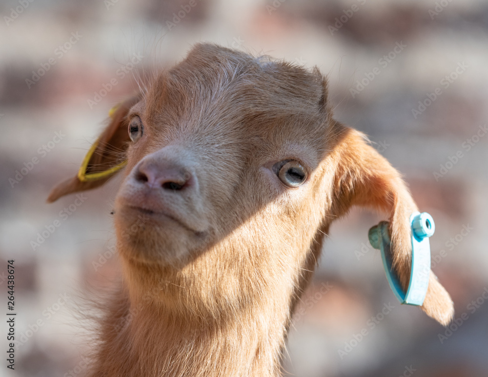 A New Born Goat in a Farm