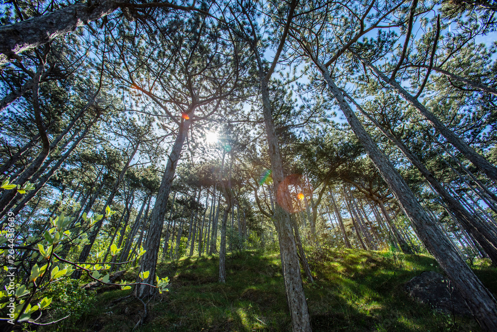 Naklejka premium sun rays in green forest