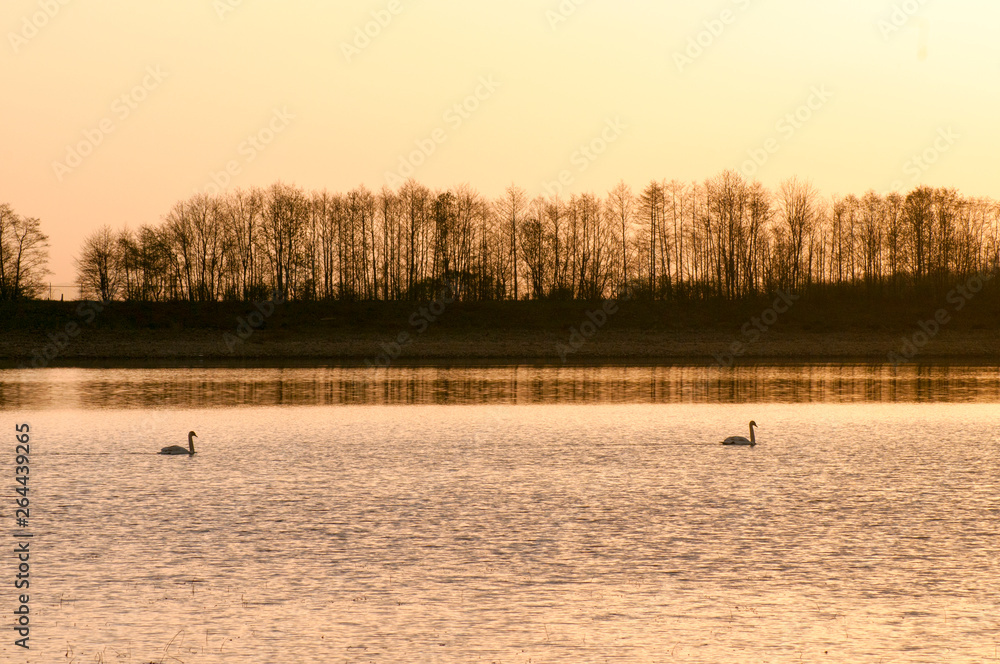 White swans on a mountain lake spring day under the open sky against the background of high mountains and bright forest White swans on a mountain lake spring day under the open sky against the background of high mountains and bright forest