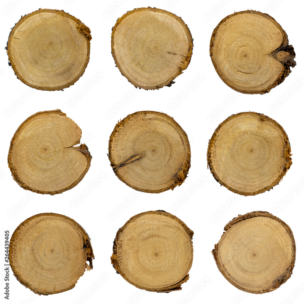 Wooden stumps set, tree texture, white background isolated Wooden stumps set, tree texture, white background isolated