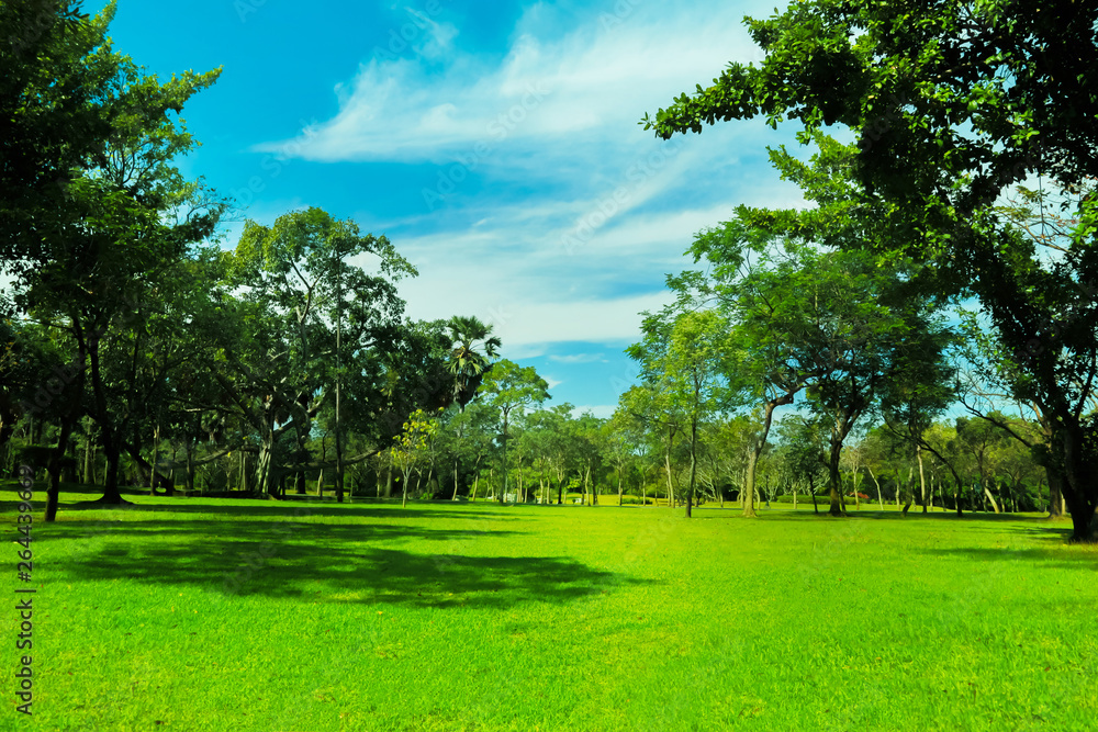 Green trees and Beautiful meadow in the park with morning sky.