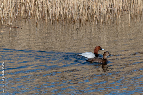 A Pair of Pochard Ducks on the Water