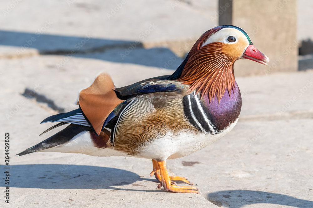 Closeup of a Colourful Mandarin Duck Closeup of a Colourful Mandarin Duck