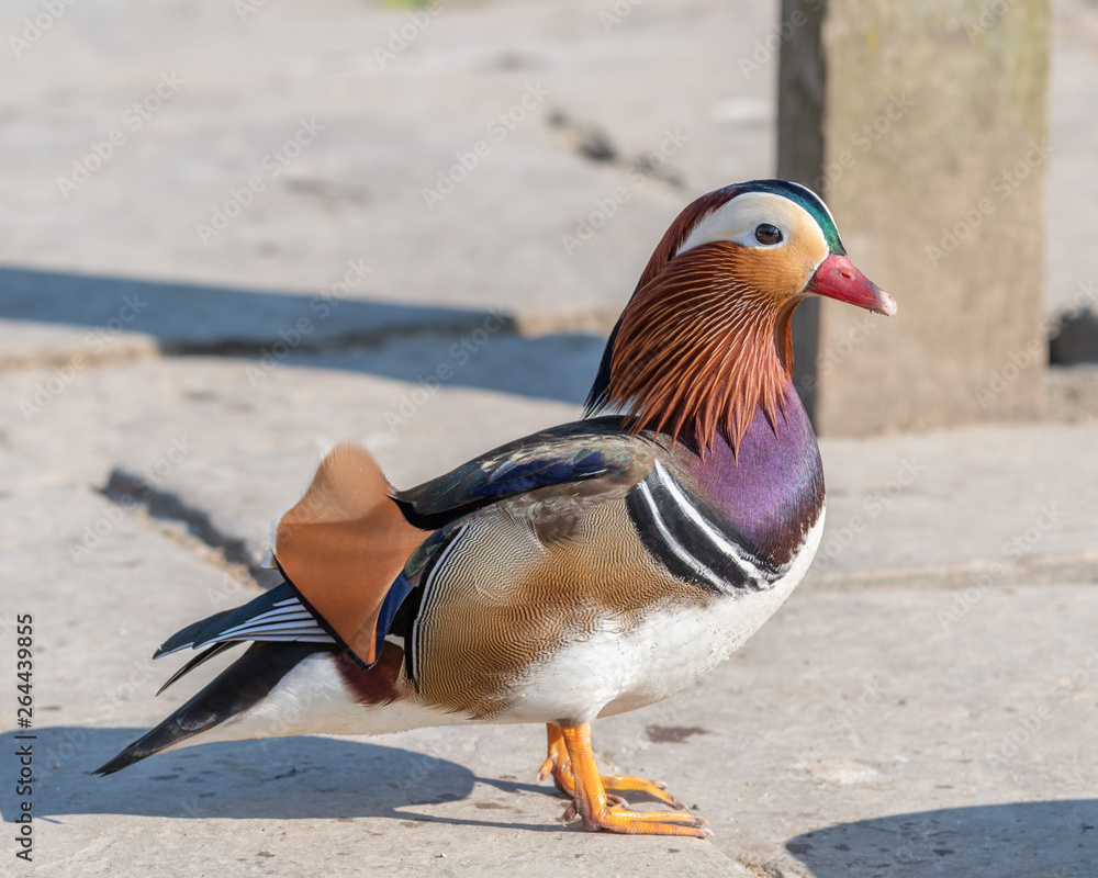 Closeup of a Colourful Mandarin Duck Closeup of a Colourful Mandarin Duck