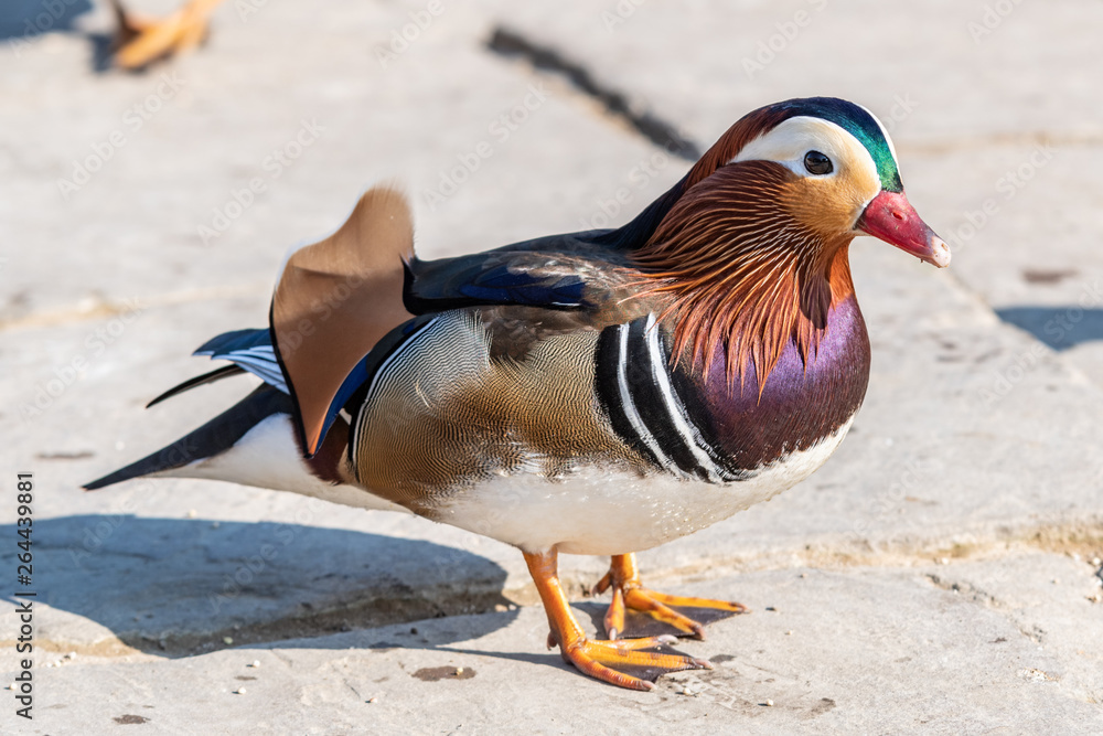 Closeup of a Colourful Mandarin Duck Closeup of a Colourful Mandarin Duck