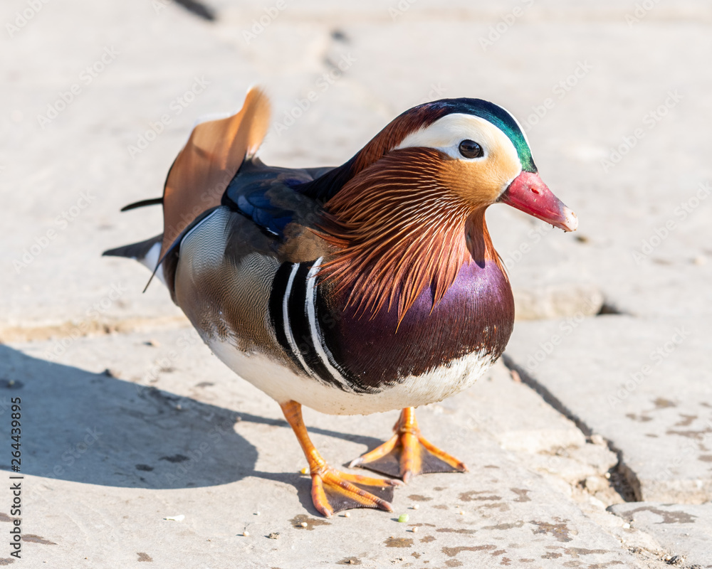 Closeup of a Colourful Mandarin Duck Closeup of a Colourful Mandarin Duck